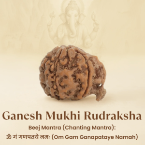 Original Siddh Ganesh Mukhi Rudraksha